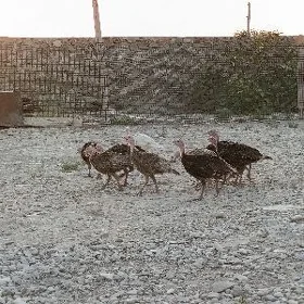 induklar