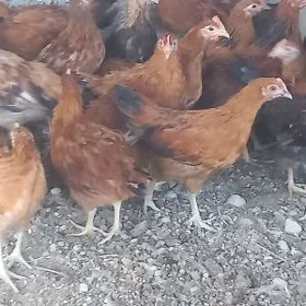 juÿje horazlar
