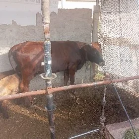 окуз