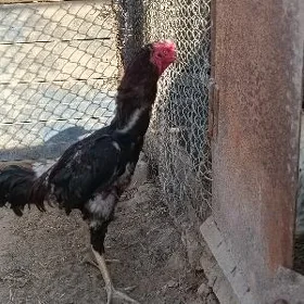 baysow horaz