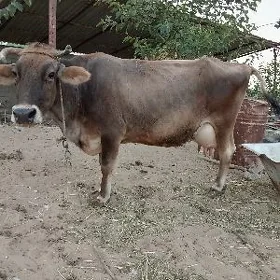Sygyr