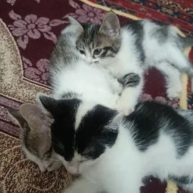 Pisikler