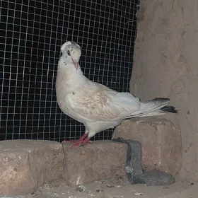 Kepderi