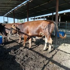 öküz