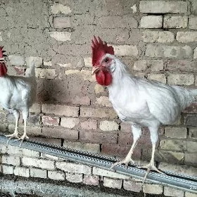 horazlar
