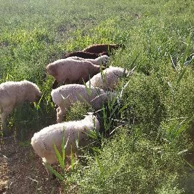 Guzylar