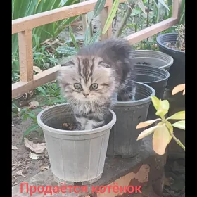Вислоухие котята