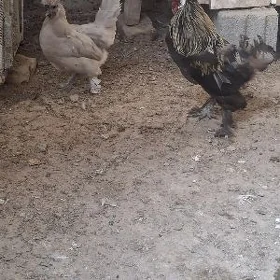 Karlik