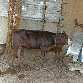 tüve