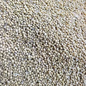 soya