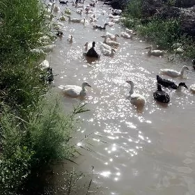 ördek