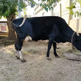 Sygyr