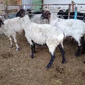 Goýun