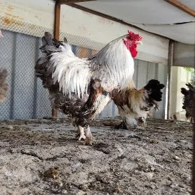 balakly brama horoz