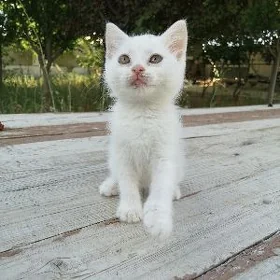 Котёночек Вислоухая