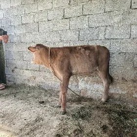 Gõle