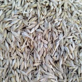 arpa arassa