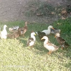 Gaz ördek Brama jüje
