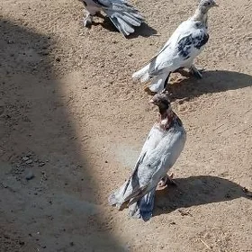 Kepderi