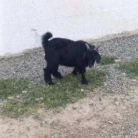 ÇEWIŞ