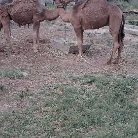 Ogşuk