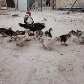 İndautga juyje