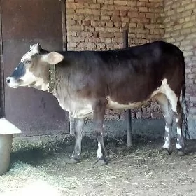 Gibrit Tüwe 1 ýaş 7 aýlyk