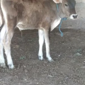 okuzce
