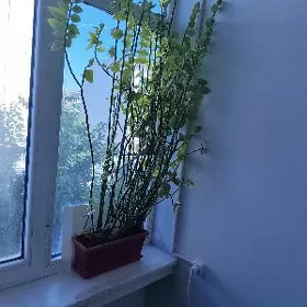 цветы