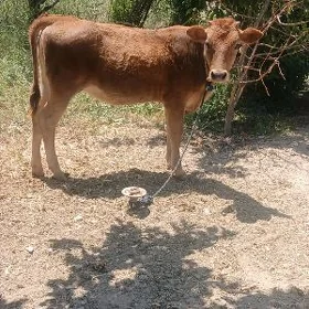 goleli sygyr