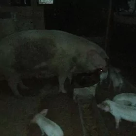Донуз