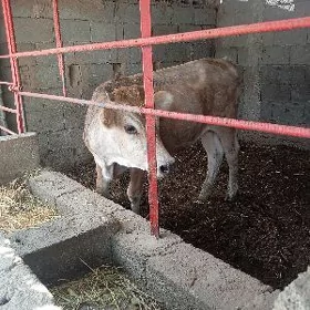tüwe