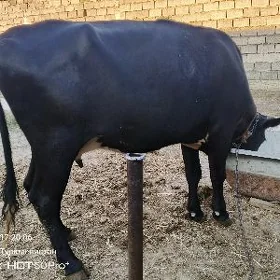 goleli sygyr okuz