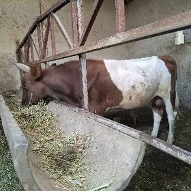 öküz