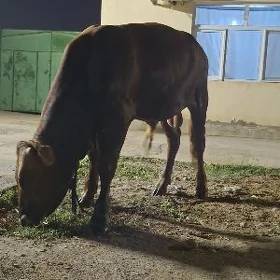 ÖKÜZ