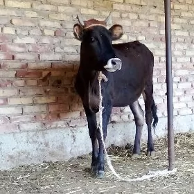 Tohum Tüwe 1 ýaş 2 aýlyk