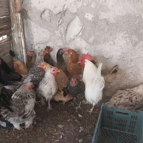 tawuk