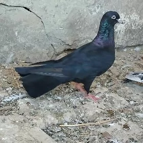 KEPDERI.