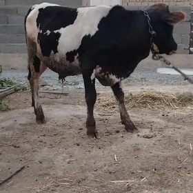 Öküz