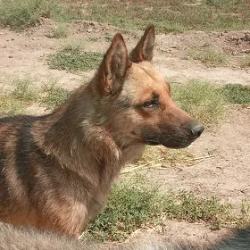 Güjik Awçarka.