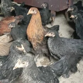 Brama Balgar Towyk jujeler