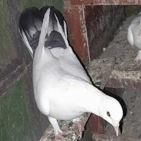kepderi