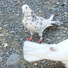 kepderi