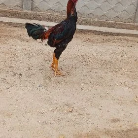 Baýes