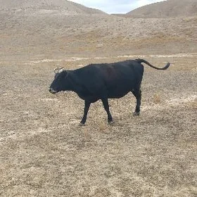 Gysyr Sygyr. 3 Öküz