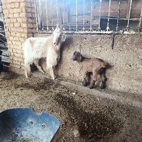 owlakly geçi