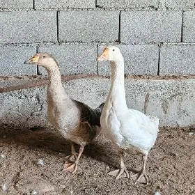 gus guwa gaz