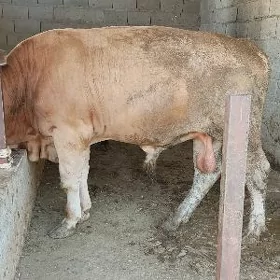 öküz