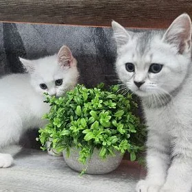 Девочки шотландские