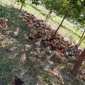 juyje